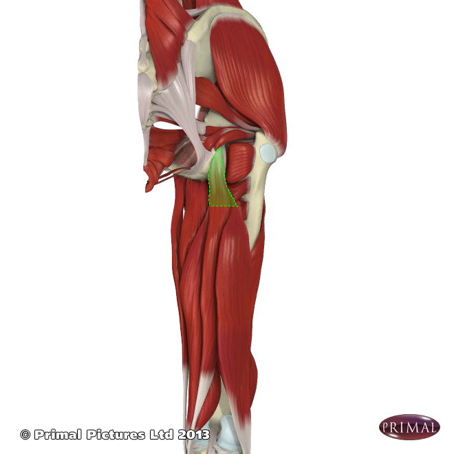 High Hamstring Tendinopathy Life Fit Wellness